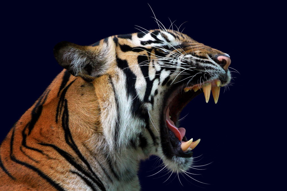 head tiger sumatera closeup with dark blue wall